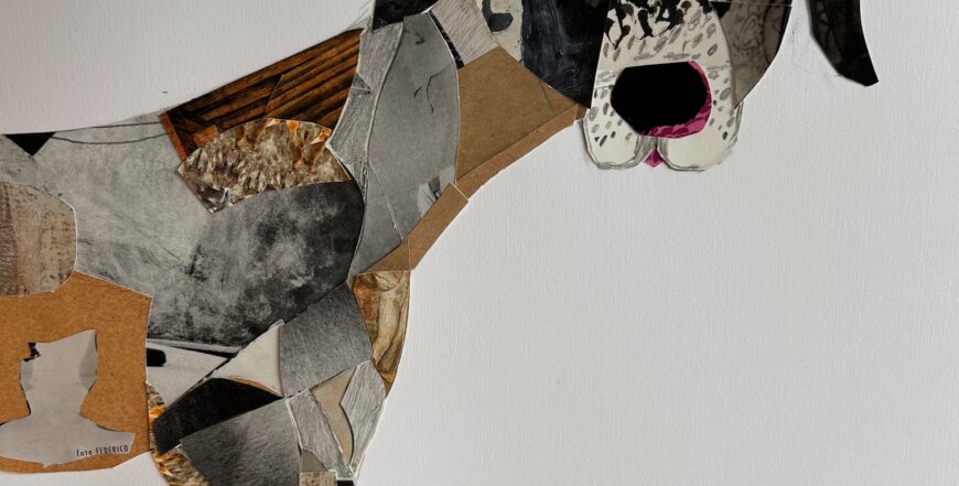 collage of dog face
